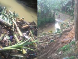 Tanpa Izin, Proyek Bronjong di Desa Larangan Pereng Tebang Pohon Pisang Rugikan Warga Puluhan Juta