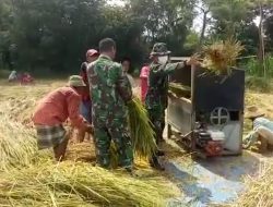 Babinsa Koramil Ambunten Bantu Warga Panen dan Rontokkan Padi di Sawah
