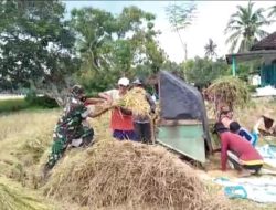 Babinsa Koramil 16 Gapura Bantu Panen Padi Milik Warga