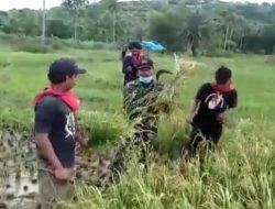 Wujudkan Ketahanan Pangan, Babinsa Koramil 22 Masalembu  Bantu Warga Panen Padi