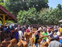 Larangan Jual Sapi Ke Luar Daerah, Pedagang di Sapudi Merugi Puluhan Juta