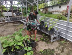 Anggota Kodim 0827/Sumenep Tanaman Sayuran Nilai Ekonomis