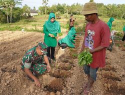 Kodim 0827/Sumenep Sulap Lahan Tidur 5 Hektare Jadi Kebun Cabe Rawit