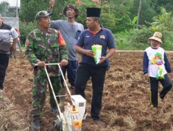 Jaga Ketahanan Pangan, Babinsa Koramil 05 Lenteng Bantu Tanam Jagung Milik Warga