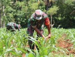 Bantu Rawat Jagung Petani, Babinsa Koramil 05 Lenteng Lanjutkan Pembuatan Bedeng Seluas 2 Hektare