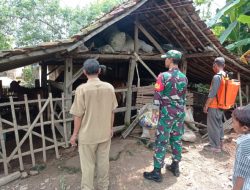 Babinsa Berikan Sosialisasi Penanganan PMK Langsung di Kandang Ternak