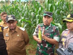 Dandim 0827/Sumenep Bersama Forkopimda Sukses Panen Perdana Silase Jagung