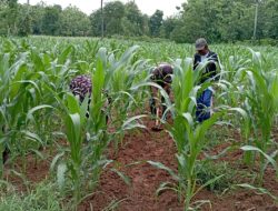 Bersama Petani Binaan, Babinsa di Lenteng Bantu Penyiangan Gulma Jagung