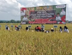 Pjs. Pasiter Kodim Sumenep Dukung Gerakan Panen Padi Nusantara 1 Juta Hektar