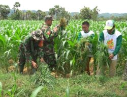 Penyiangan Gulma Jagung Usia 40 Hari, di Bantu Langsung Oleh Babinsa