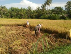 Bentuk Kepedulian Pada Warga Binaan, Babinsa Koramil 0827/16 Gapura Bantu Petani Panen Padi