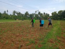Babinsa Bantu Petani Semprotkan Insektisida Pada Tanaman Jagung