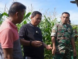 Gandeng Anggota Dewan, Dandim Tinjau Ternak Sapi dan Perkembangan Jagung Silase