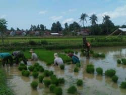 Melalui Komsos, Babinsa Koramil 16 Gapura Beri Motivasi Pada Petani Padi