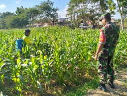 Babinsa Koramil 10/Ambunten Dampingi Petani Wilayah Binaan Rawat Tanaman Jagung