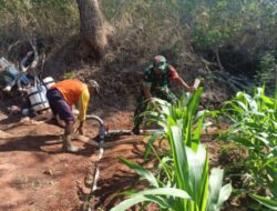 Musim Kemarau, Babinsa Bantu Siram Tanaman Jagung di Lenteng