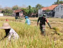 Wujudkan Ketahanan Pangan, Babinsa Koramil 09/Pragaan Bantu Petani Panen Padi