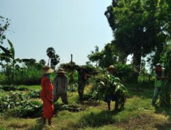 TNI Kembali Panen Jagung Untuk Kebutuhan Silase di Lenteng