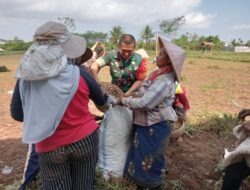 Sumringah, Petani di Sapeken Panen Kacang Tanah di Bantu Babinsa