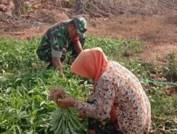 Babinsa Bantu Panen Kangkung, Petani Masalembu Meneguk Untung