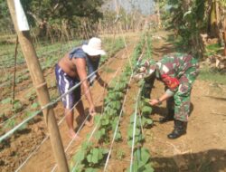 Babinsa Bantu Petani Bersihkan Gulma Tanaman Timun