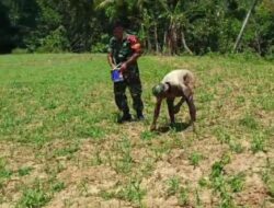 Babinsa Bantu Petani Beri Pemupukan Berimbang Pada Tanaman Jagung