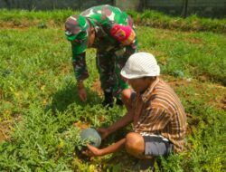 Babinsa Apresiasi Warga Guluk-Guluk Budidayakan Semangka