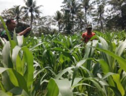 Kendalikan Gulma dan Hama, Babinsa Bantu Cek Perkembangan Jagung