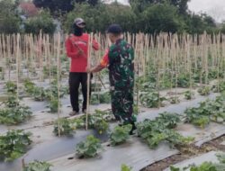 Babinsa Bantu Perawatan Tanaman Timun di Sapeken