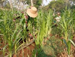 Babinsa Bantu Mengairi Tanaman Jagung Usia 45 HST di Daramista Lenteng