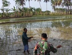 Babinsa Bantu Pemupukan Pertama Pasca Tanam Padi di Pakamban Laok