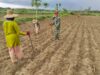 Berkah di Musim Hujan, Petani dan Babinsa Tanam Jagung Seluas 1 hektar