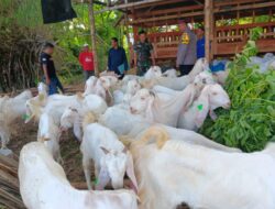 TNI Dampingi Penyerahan Bantuan Ternak Kambing untuk Poktan di Pabian