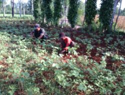 Optimalkan Pertumbuhan Kedelai, TNI dan Petani Bersihkan Gulma