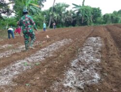 Lahan 0,25 Hektar di Siapkan Untuk Tanam Jagung bersama Babinsa dan Petani