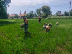 TNI Bantu Bersihkan Gulma Padi di Raas