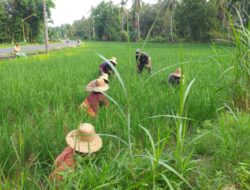 Babinsa di Rubaru Terampil Matun di Sawah