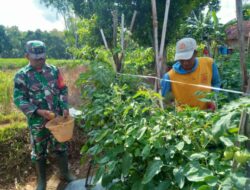 Babinsa dan Petani di Kerta Barat Panen Tomat Capai 1 Kwintal