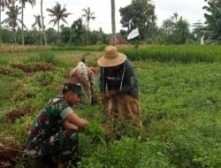 Melimpah, Petani di Rubaru Panen Kacang Tanah di Bantu Babinsa