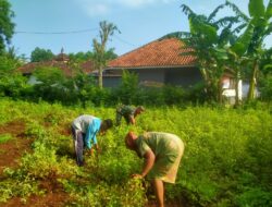 Penghujan, Petani di Merengan Daya Penen Kacang Tanah dibantu Babinsa