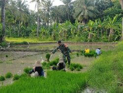 TNI Bantu Petani Perbatasan Cabut Bibit Padi, Persiapan Tanam Periode Kedua