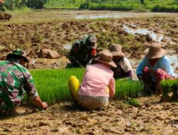 Semangat TNI Bantu Petani Cabut Bibit Padi