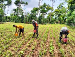 Tingkatkan Hasil Produksi, Babinsa Bantu Pemupukan Jagung di Batu Putih  SUME