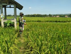 Turun ke Sawah, Babinsa Bantu Petani Usir Hama Burung