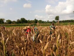 Panen Jagung di Ganding Melimpah Hingga Capai 6 Ton