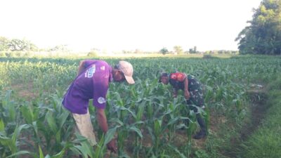 Upaya Hasil Produksi, Ladang Jagung di Gapura Bersih dari Gulma