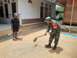 Babinsa Bantu Petani Jemur Padi Hingga Jadi Gabah Kering Giling