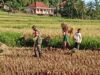 Luasan 1 Hektar Panen Padi di Soddara Capai 4 Ton, Babinsa : Ini Berkah Bagi Petani