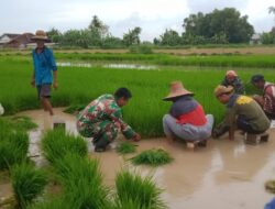 Babinsa Bantu Petani Siapkan Masa Tanam Padi Periode Kedua