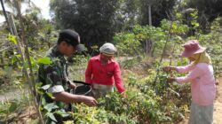 TNI Peduli Petani, Bantu Panen Cabe Rawit di Rubaru